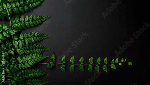 Lush Fern Leaves Against Dark Textured