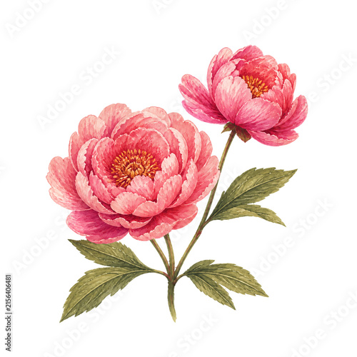 Peony flowers