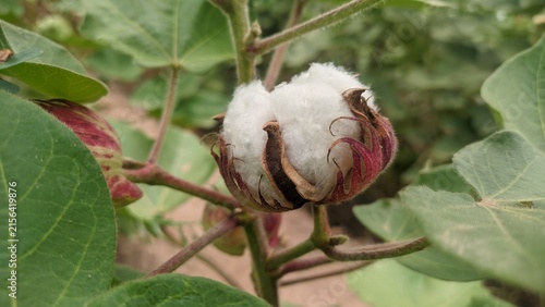 Foto Close up of open white cotton boll on plant stem natural lighting photo for raw