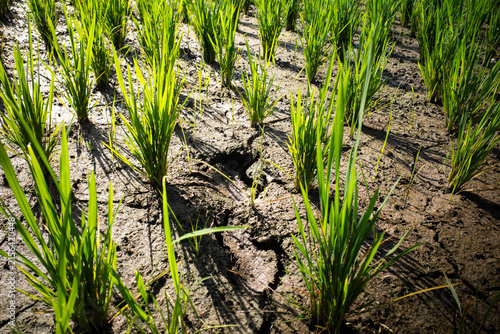 Green rice shoots growing in dry cracked earth, illustrating drought and climate change impact on agricultural fields and food security