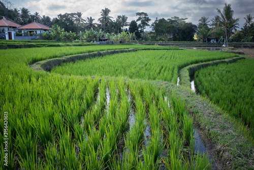 Lush green rice paddies growing in a terraced field with irrigation channels, showcasing agricultural heritage and sustainable farming in rural Bali, Indonesia