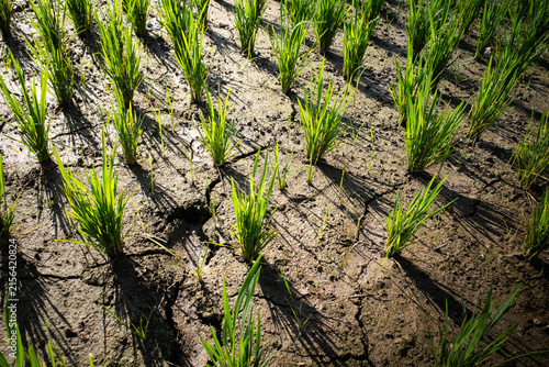 Young green rice plants emerging from severely cracked. Dry earth in a field. Depicting the harsh realities of drought. Water scarcity