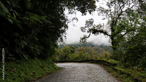 
Graciosa Road on a foggy day—a historic road in the Serra do Mar mountains of Paraná state, winding through the lush Atlantic Forest amidst flowering trees.