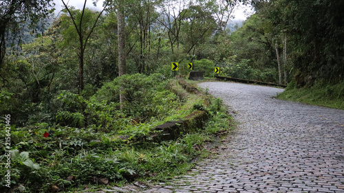 
Graciosa Road on a foggy day—a historic road in the Serra do Mar mountains of Paraná state, winding through the lush Atlantic Forest amidst flowering trees.