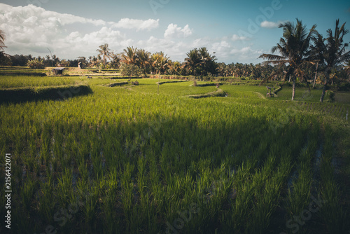 Lush green rice paddies growing in terraced fields with tropical palm trees under a bright sky in rural Bali, representing agriculture, sustainability, and harvest season