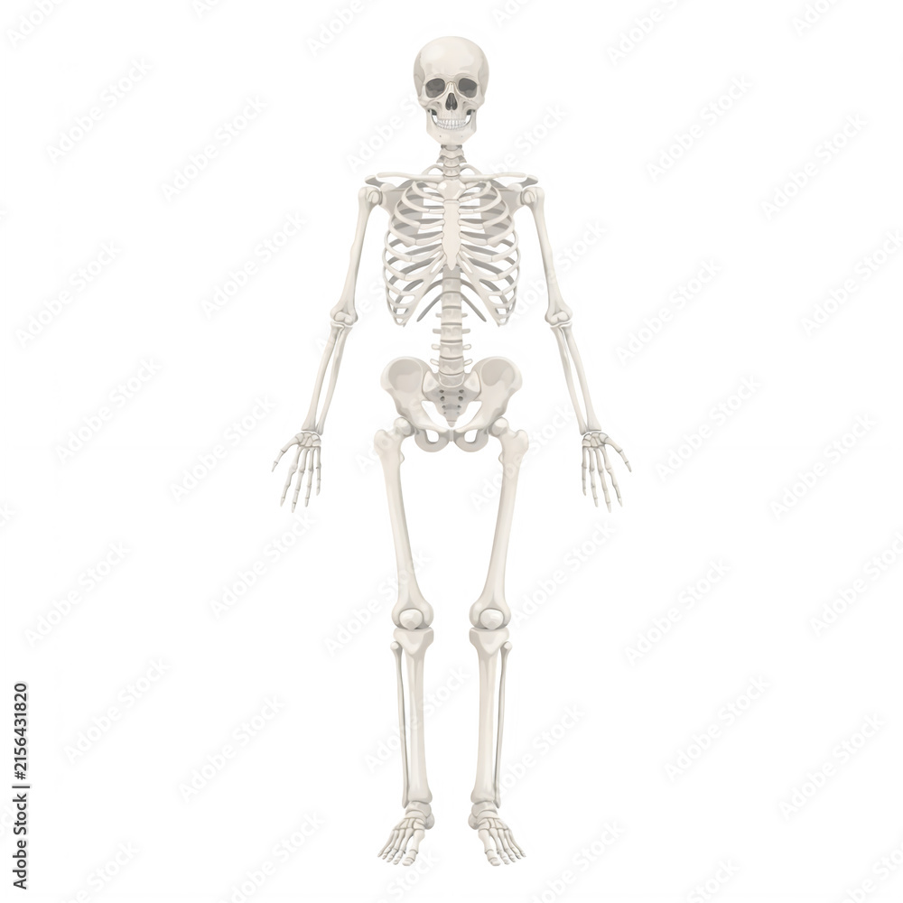 Fototapeta premium Anatomical human skeleton standing upright with neutral expression isolated on transparent background