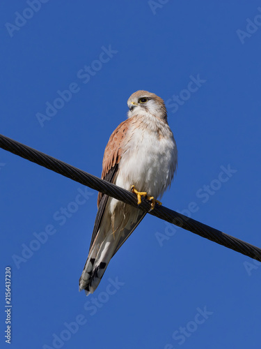 Nankeen Kestrel (Falco cenchroides) perched on a powerline with a clear blue sky background.	
