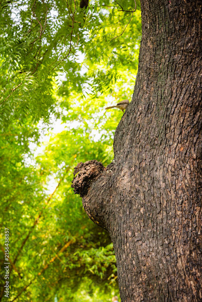 Obraz premium Small bird perched on a textured tree trunk in a lush green forest setting.