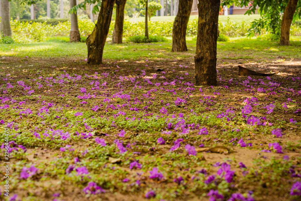 Fototapeta premium Purple flower petals scattered on the ground in a sunny park landscape