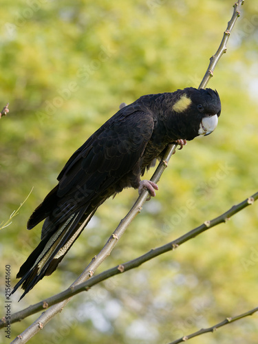 Yellow-tailed Black Cockatoo (Zanda funerea)perched on a tree branch with out of focus trees with green leaves  and backlit sky in the back ground in portrait view.