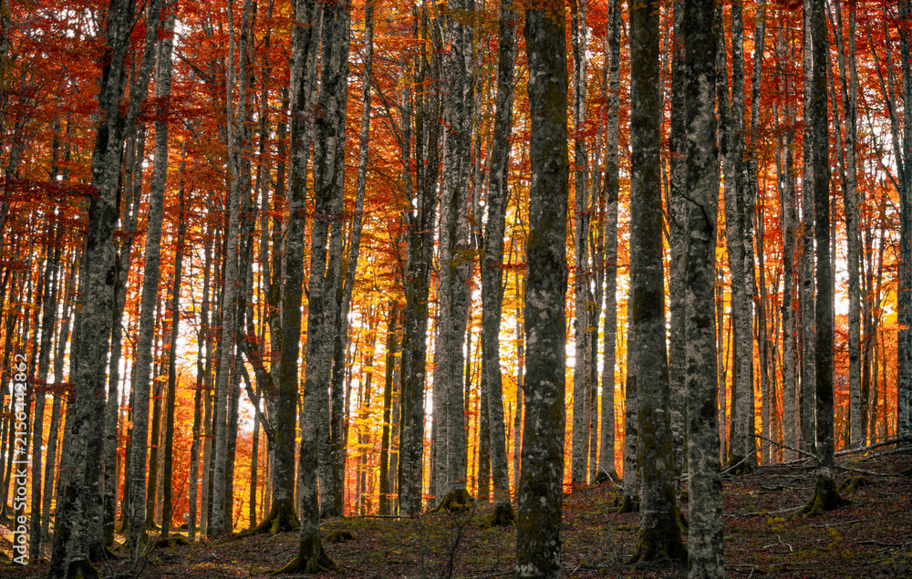 Fototapeta premium The morning sun warms and illuminates the beautiful warm colors of the forest
