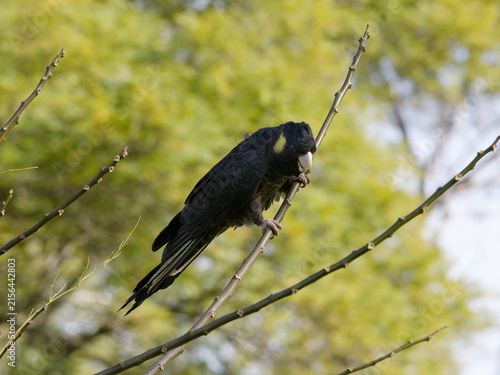 Yellow-tailed Black Cockatoo (Zanda funerea)perched on a tree branch with out of focus trees with green leaves  and backlit sky in the back ground in portrait view.