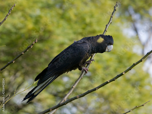 Yellow-tailed Black Cockatoo (Zanda funerea)perched on a tree branch with out of focus trees with green leaves  and backlit sky in the back ground in portrait view.