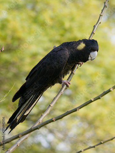 Yellow-tailed Black Cockatoo (Zanda funerea)perched on a tree branch with out of focus trees with green leaves  and backlit sky in the back ground in portrait view.