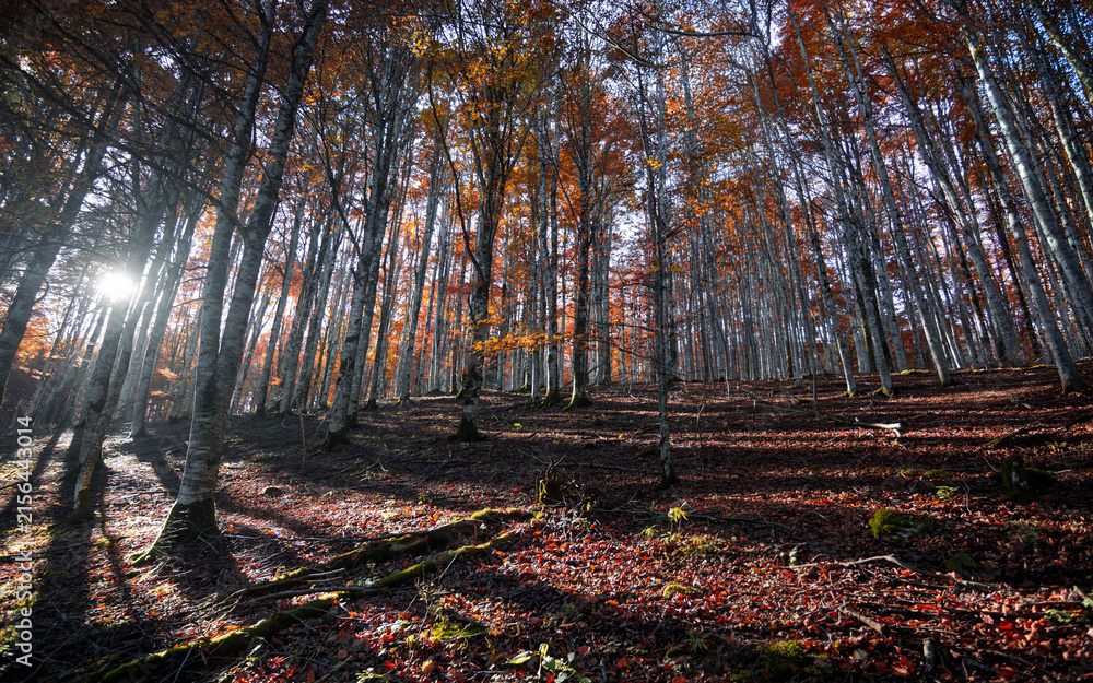 Fototapeta premium The golden light of the sun illuminates the beautiful forest painted with the colors of autumn.