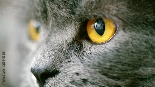 Macro closeup of attentive british shorthair cat golden eyes staring intently.
