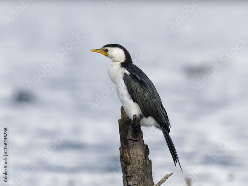 Little Pied Cormorant, little shag or kawaupaka (Microcarbo melanoleucos) perched on a weathered tree stump with out of focus water view in background.	

