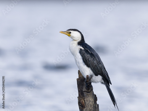 Little Pied Cormorant, little shag or kawaupaka (Microcarbo melanoleucos) perched on a weathered tree stump with out of focus water view in background.	
