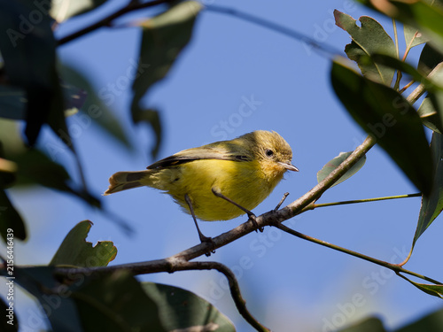 Fotografie Yellow Thornbill ( Acanthiza nana) perched on a branch with green leaves and  blue sky background