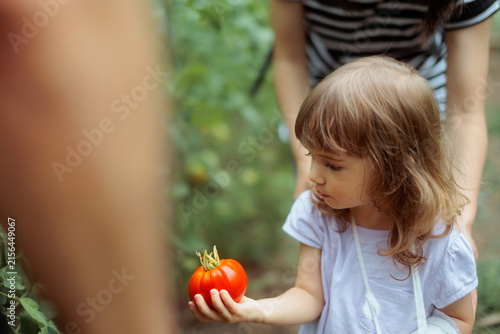   Little Girl With Bandaged Arm Holding Fresh Red Tomato In Garden. Cute injured child proudly shows an organic ripe vegetable harvested outdoors
