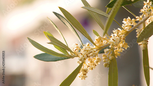 Quadro su tela Close-up of Blooming Olive Tree Branch with Small White Flowers