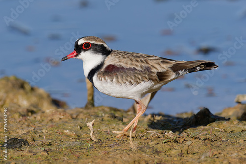 Black-fronted Dotterel (Charadrius melanops) wading along the muddy shoreline at low tide with water in background.	
