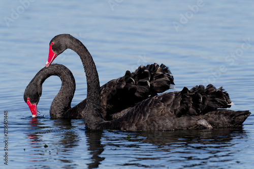 A pair of Australia Black Swan (Cygnus atratus) swimming and feeding on a lake.