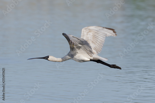 Royal Spoonbill (Platalea regia) in flight  over calm lake water.