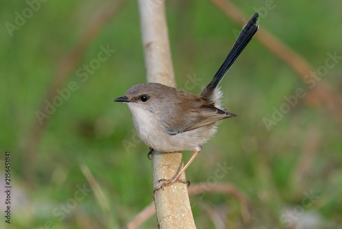 
A juvenile male Superb Fairywren (Malurus cyaneus) perched on a branch in the bush with out of focus background
