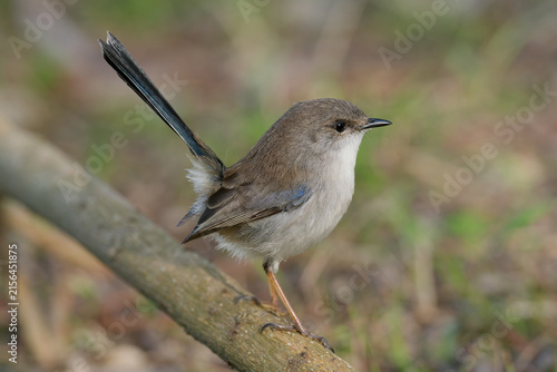 
A juvenile male Superb Fairywren (Malurus cyaneus) perched on a branch in the bush with out of focus background
