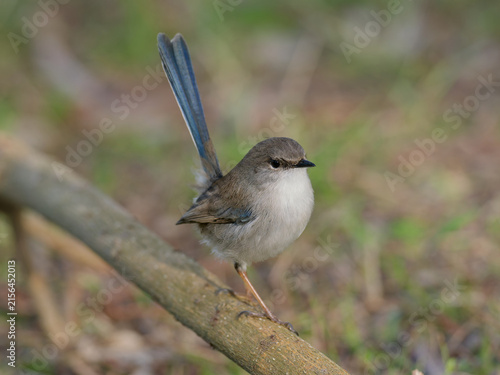 
A juvenile male Superb Fairywren (Malurus cyaneus) perched on a branch in the bush with out of focus background

