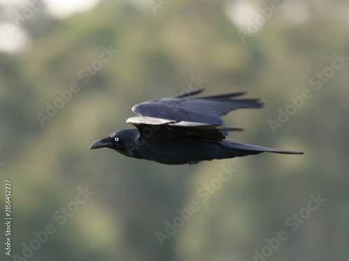 Australian Raven (Corvus coronoides) in flight with out of focus trees in background
