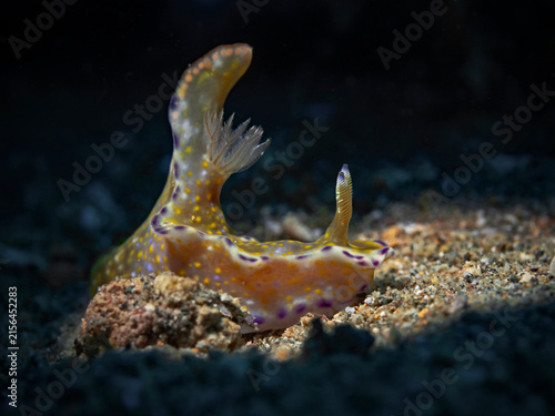 Foto Slender T-bar Nudibranch - Ceratosoma gracillimum