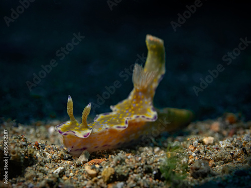 Bild auf Leinwand Slender T-bar Nudibranch - Ceratosoma gracillimum