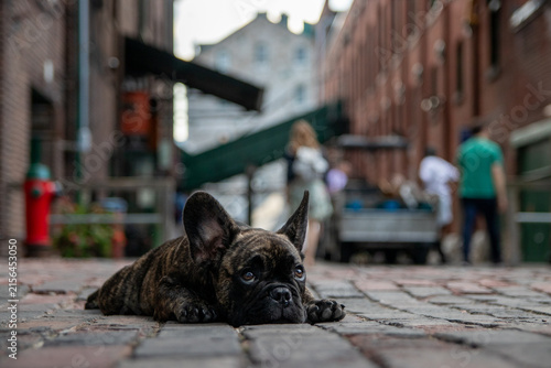Obraz na płótnie French bulldog resting on cobblestone in a brick lined laneway