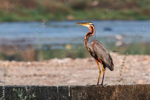Obraz na plátně Purple heron (Ardea purpurea) standing among reeds in a natural wetland environment