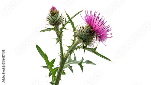 Canvas Print Wild milk thistle plant with purple flower isolated on a white background herbal