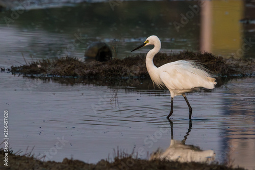 Obraz na plátně Little egret (Egretta garzetta) standing near water in its natural wetland habitat