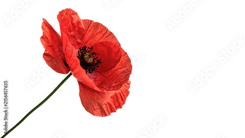 Single fresh red poppy flower isolated on a white background organic design element