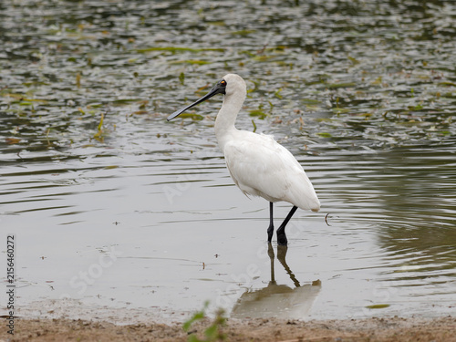 Royal Spoonbill or Black-billed Spoonbill (Platalea regia) standing in shallow water near shore on an overcast day.