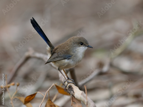 A juvenile male Superb Fairywren (Malurus cyaneus) perched on a branch in the bush with out of focus background