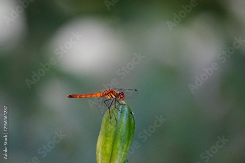 Dragonfly Perched on Fresh Green Bud