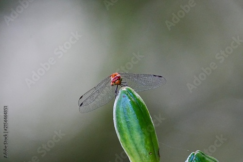 Red Dragonfly on Green Bud Close-Up