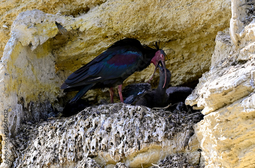 Northern bald ibis feeds juvenile in a spanish breeding colony // Waldrapp füttert Jungvogel in einer spanischer Brutkolonie (Geronticus eremita) - Vejer de la Frontera, Andalusia, Spain
