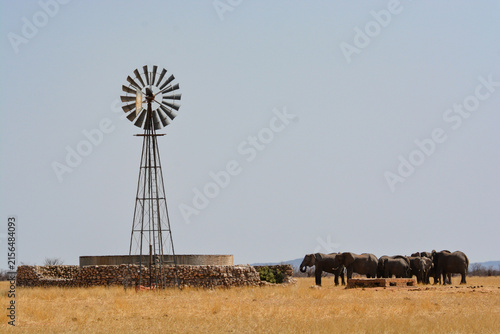 Photography Herd of elephants near a windmill