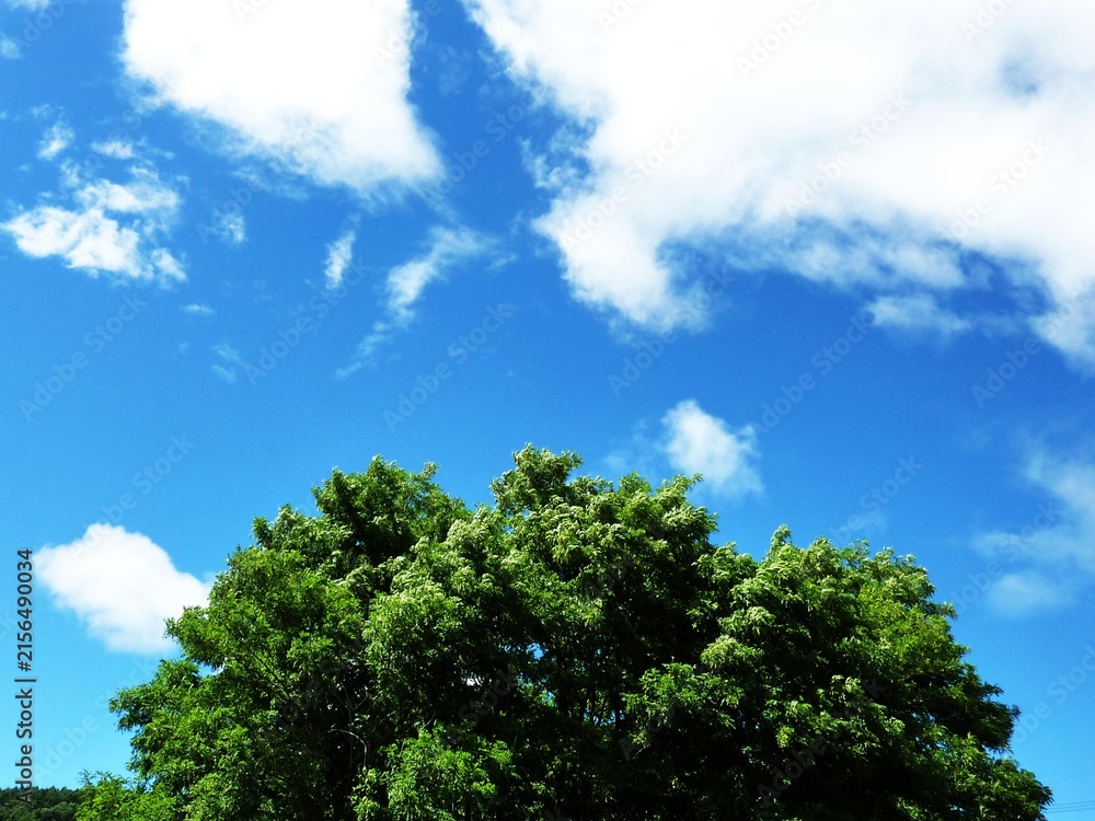 Fototapeta premium 空, 木, 自然, 青, 緑, 森, 風景, サマー, 雲, 草, とぶ, 公園, 日, アウトドア, 牧草地, 野原, 美しい, 植える, ナチュラル, 上機嫌の, 道, 包囲, 田舎, sky, trees, nature, blue, green, forest, landscape, summer, clouds, grass, flying, park, day, outdoors, 