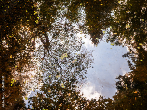 Autumn trees reflected on the calm surface of a woodland pond, with golden brown foliage, floating leaves and patches of blue sky creating a natural mirror effect. 
