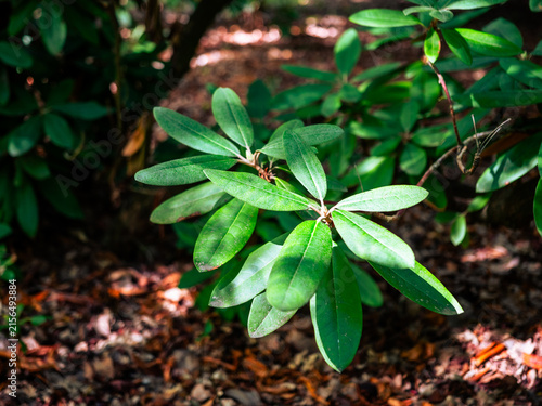 Konstfotografi Evergreen rhododendron shrub with leathery green leaves illuminated by sunlight in a shaded woodland setting