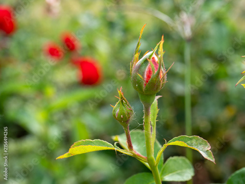 Fotografie Close-up of red rose buds before blooming in a green garden, symbolizing new growth, beauty and romance with uses in floral, perfume, cosmetics and gardening concepts