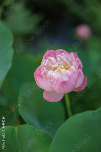 Konstfotografi 美しく咲く蓮の花